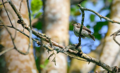 Cute little brown-breasted flycatcher bird perch on a tree branch, view from below.