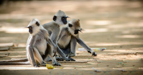 Fototapeta premium Three tufted gray langur monkeys on the ground picking up foods in the streets of Kataragama temple.