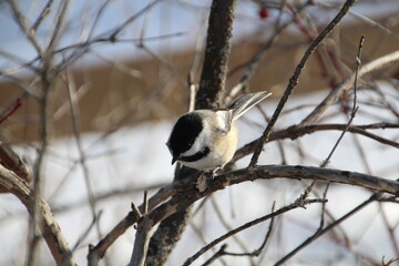 Chickadee On A Branch, Whitemud Park, Edmonton, Alberta