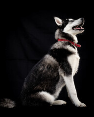 husky siberian Alaskan malamute and husky dogs beutiful huskies