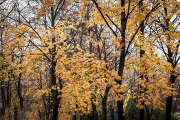 Close up on a plane trees with yellow and brown dry leaves, in autumn. Also known as sycamore, or platanus, the tree is a symbol of fall in northern hemisphere...