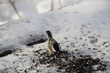 Chickadee On The Bird Seed, Whitemud Park, Edmonton, Alberta