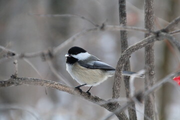 black capped chickadee