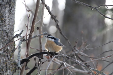 Red Breasted Nuthatch