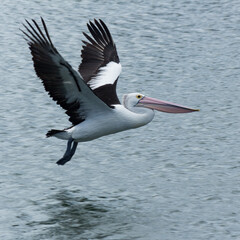 Fototapeta na wymiar pelican takeoff on the water