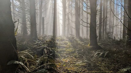 fog in the forest, fall city, wa