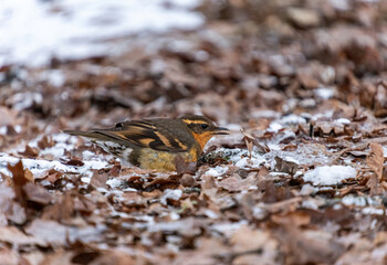 close up of a fluffy cute orange chested thrasher bird resting on dry leaves covered snowy ground in the park