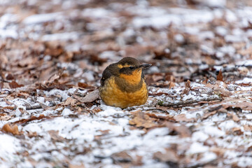 Obraz na płótnie Canvas close up of a fluffy cute orange chested thrasher bird resting on dry leaves covered snowy ground in the park