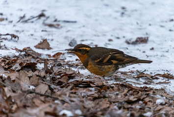 close up of a fluffy cute orange chested thrasher bird resting on dry leaves covered snowy ground in the park