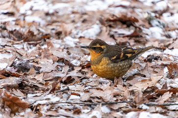 close up of a fluffy cute orange chested thrasher bird resting on dry leaves covered snowy ground in the park