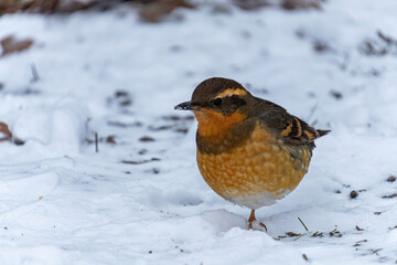 close up of a fluffy orange chested thrasher standing on snow covered ground in the park