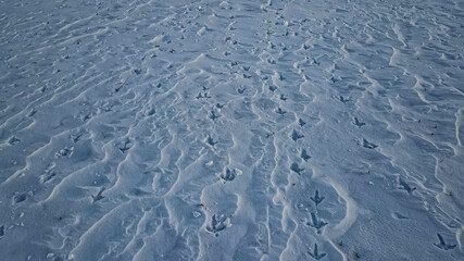 Deep animal tracks in the snow