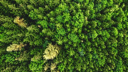 Bright Green Tree Top from Above © ANITEK MEDIA 