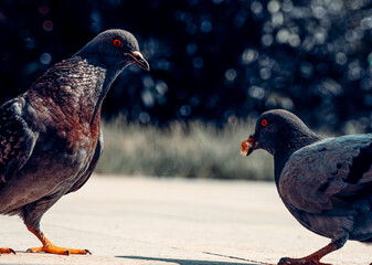 Close-up of Two Pigeons interested in Bread Crumbs