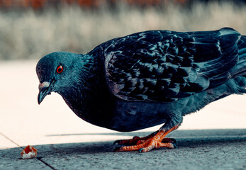Close-up of Pigeon looking at a bread crumb