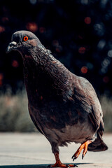 Close-up of Pigeon taking a step