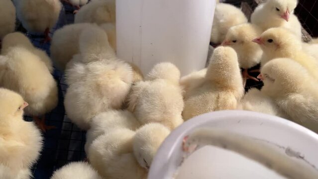 Pollitos amarillos peque&ntilde;os en una jaula