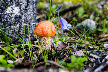 Orange-cup Boletus close-up in forest