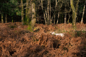 Bird hunting dogs at work in forest
