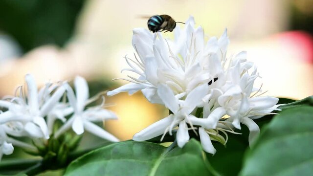 Blue Banded Bee ( Amegilla cingulata ) fliing to seeking nectar in Robusta coffee blossom on tree plant with green leaf. Petals and white stamens of blooming flowers, Blue and black stripes on insect