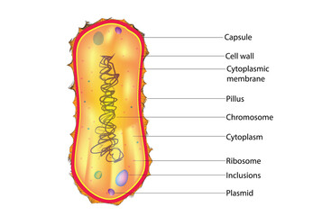 atrichous bacteria structure (lacking flagella)