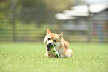ドッグランで遊ぶ茶毛の柴犬