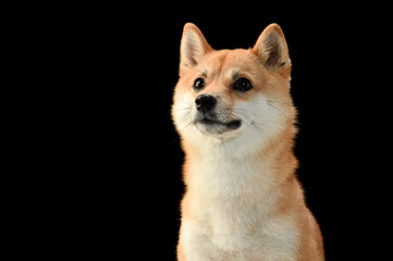 茶毛の柴犬のシンプルなスタジオポートレート