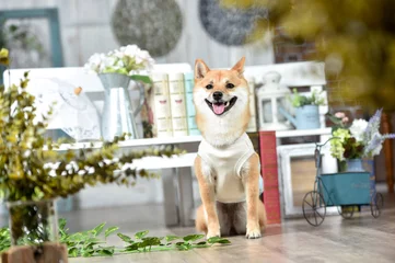 Foto op Plexiglas ナチュラル系雑貨店でおすましする茶毛の柴犬 © studio Hoto