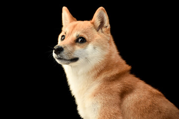 茶毛の柴犬のシンプルなスタジオポートレート