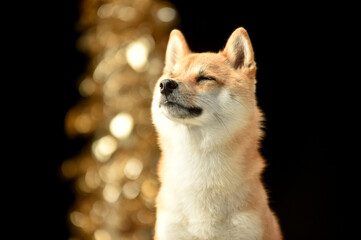 茶毛の柴犬のシンプルなスタジオポートレート