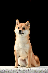 茶毛の柴犬のシンプルなスタジオポートレート