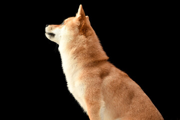 茶毛の柴犬のシンプルなスタジオポートレート