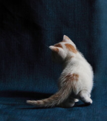 Gatito dando sus primeros pasos dando la espalda