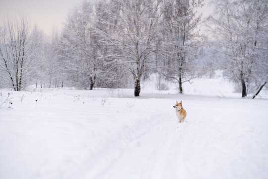 A dog in the snow. Winter in Russia