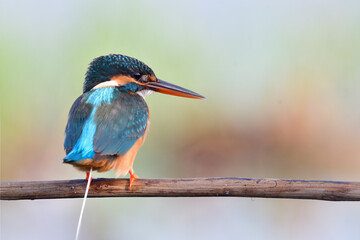 little blue bird taking a poo on the branch, young female common kingfisher