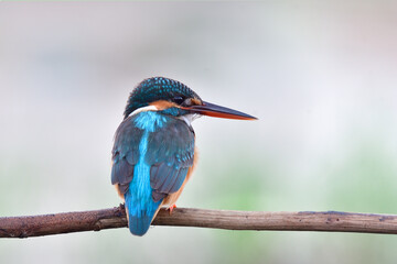 common kingfisher, beautiful turquoise blue bird sitting on brach in morning surrounded by foggy environment