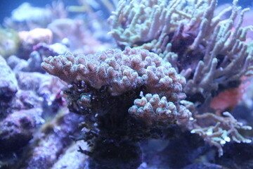 coral reef