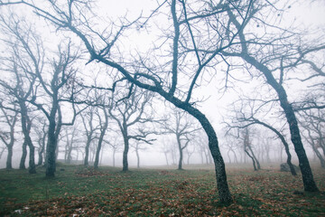 Fototapeta na wymiar Oak forest in winter, cold and foggy day