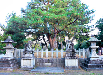 京都、北野天満宮の影向松
