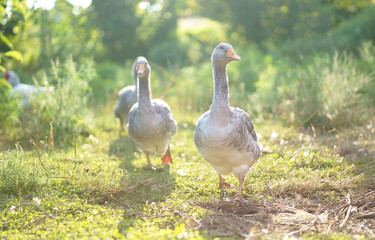 Domestic geese on a meadow. Farm landscape. Geese in the grass, domestic bird, flock of geese