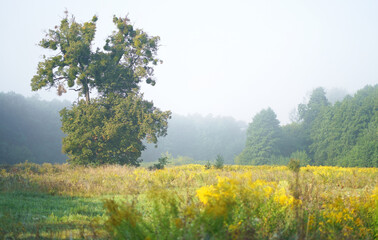 Fototapeta premium Fabulous landscape, early morning field, beautiful yellow flowers and an old linden tree in the foreground Early morning in a blooming meadow.
