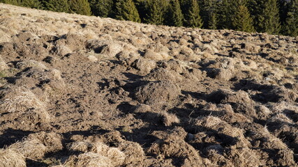 Monte Pora. Bergamo. Damage caused by wild boars. Fields, meadows and pastures devastated by herds...