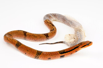 Bamboo Snake, Bamboo False Cobra // Bambusnatter (Pseudoxenodon bambusicola)