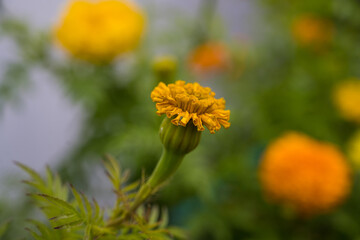 marigold bloom, orange flower with water droplets