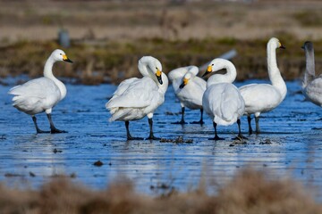 凍った湿原に渡来した冬の水鳥純白のコハクチョウ