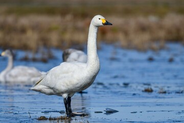 凍った冬の湿原に渡来した純白の渡り鳥コハクチョウ
