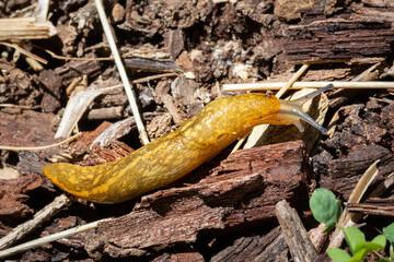 Yellow Slug slides across detritus in the home garden, separated by shallow focus, introduced...