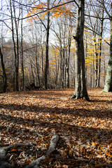 foresta autunnale