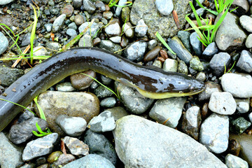 絶滅危惧種の天然ニホンウナギ