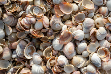 Seashells on the beach